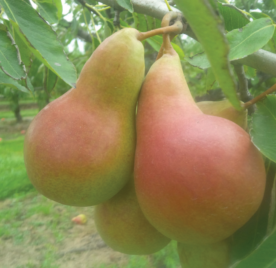 Dewdrop Pear Is Available For Licensing Vineland Research And 