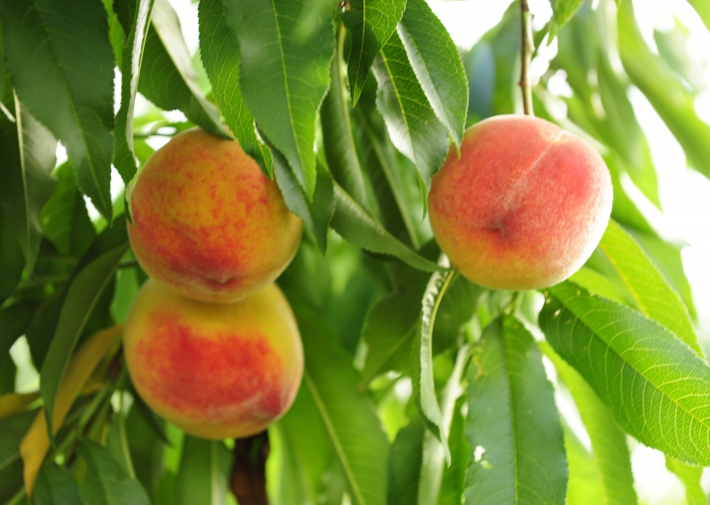 Licensing opportunities for tender fruit varieties - Vineland Research ...