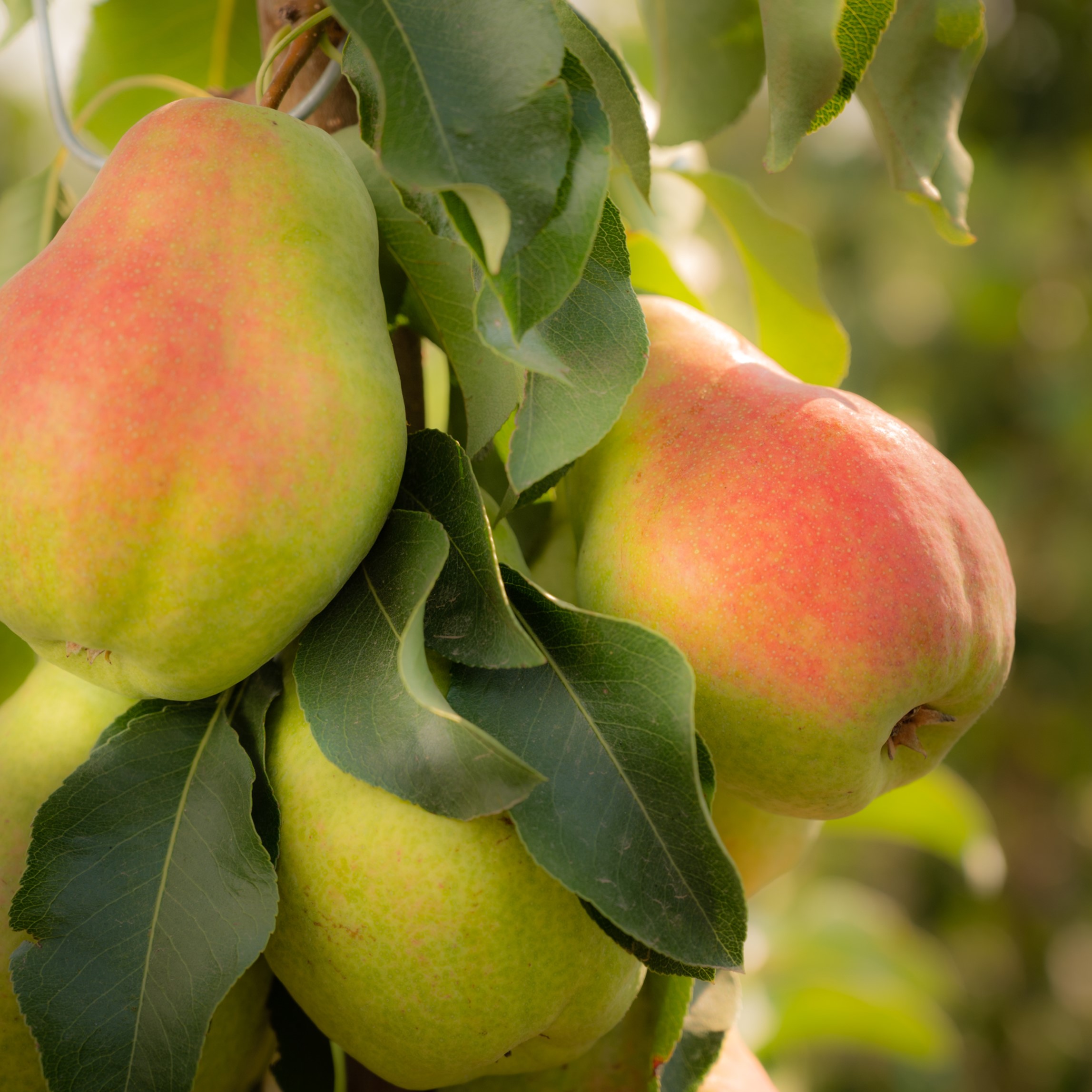 Happiness makes for a pear-fect collaboration - Vineland Research and ...