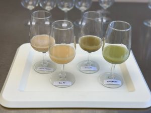 Picture of plant-based protein powder samples for evaluation in water. 