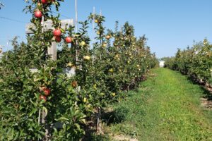 Apple orchard