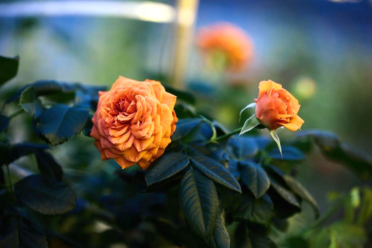 Landscape Rose: Carolinian Kiss® - Vineland Research & Innovation Centre