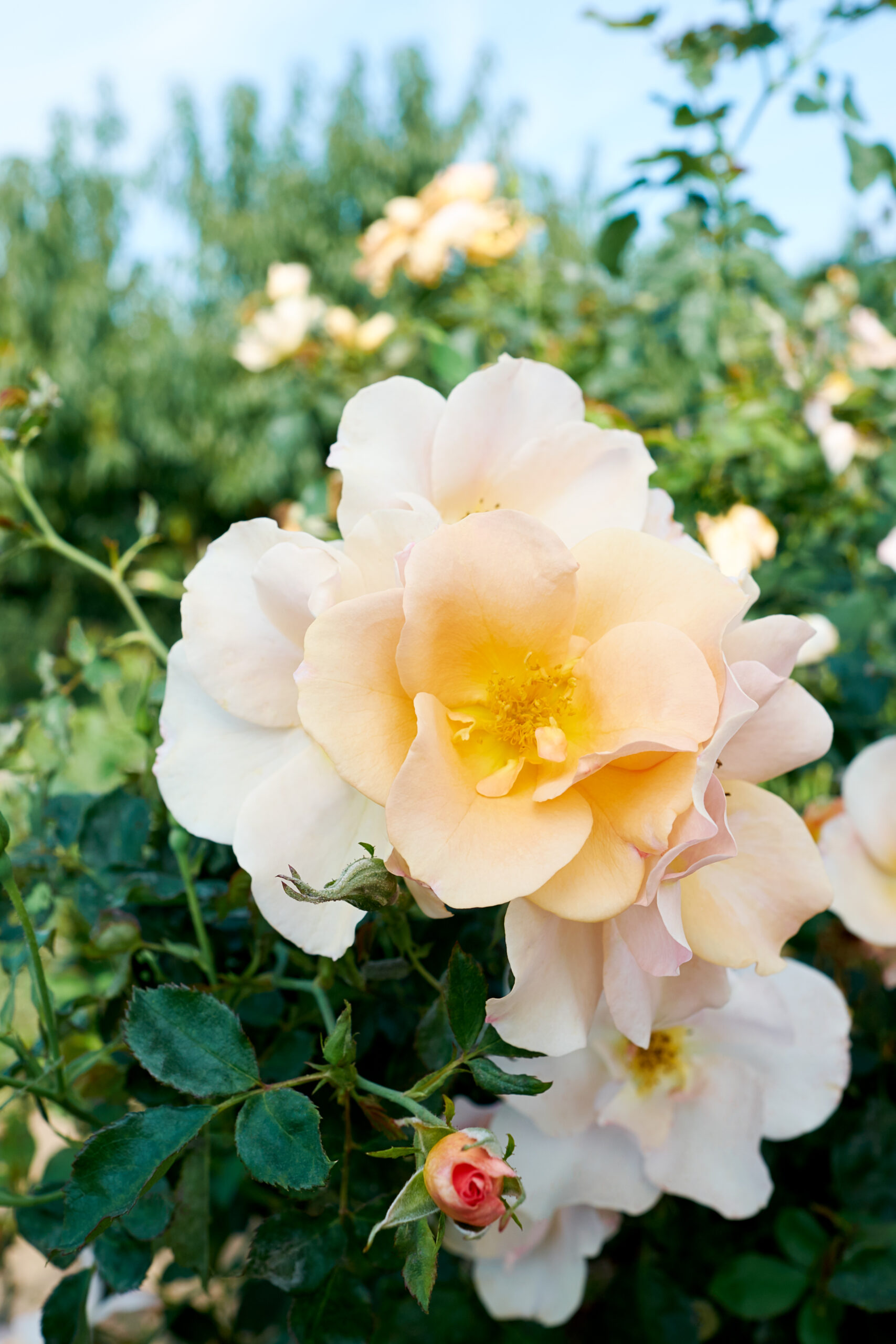 Landscape Rose: Chinook Sunrise® - Vineland Research & Innovation Centre