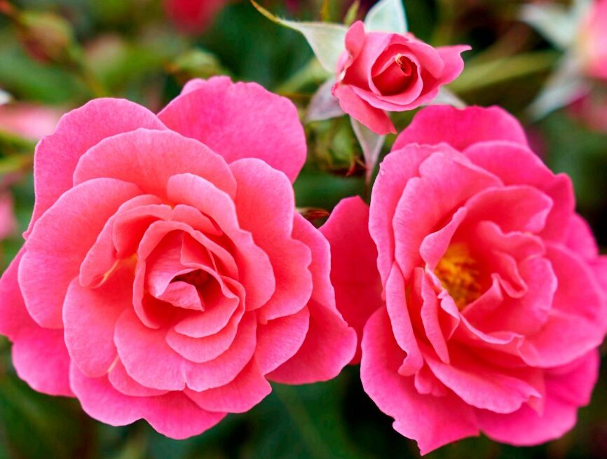 Landscape Rose: Kathy Dembroski - Vineland Research & Innovation